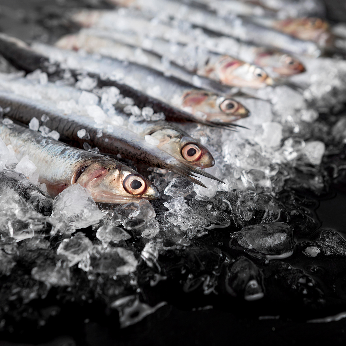 Cold storage facility for preserving fresh and frozen fish
