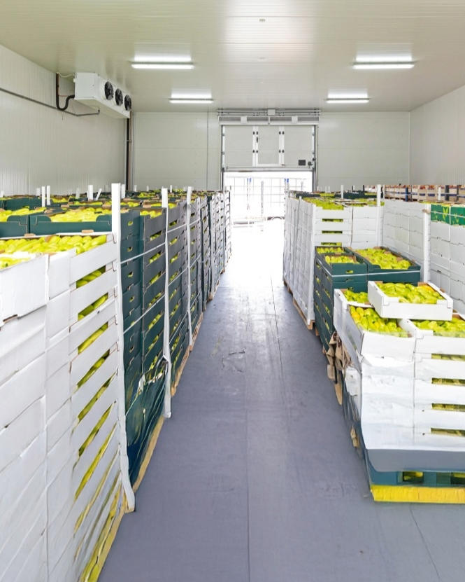 Discover why cold storage is crucial for fruits and vegetables. Preserve freshness, extend shelf life, maintain nutrients, and ensure food safety with proper cold storage solutions.